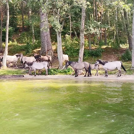 Апартаменты P6 Mini Light Black *